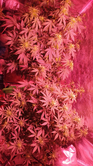 An image of Watermelon Punch OG