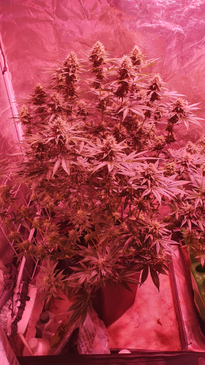 An image of Watermelon Punch OG