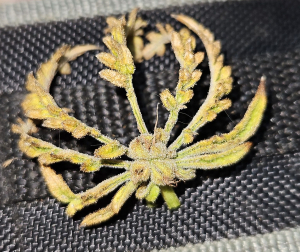 An image of What the Freak