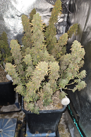 What the Freak's picture by Snipp