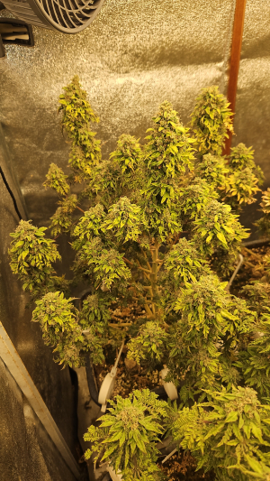 An image of What the Freak