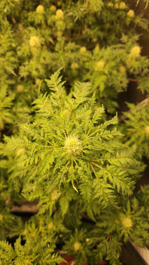 An image of What the Freak