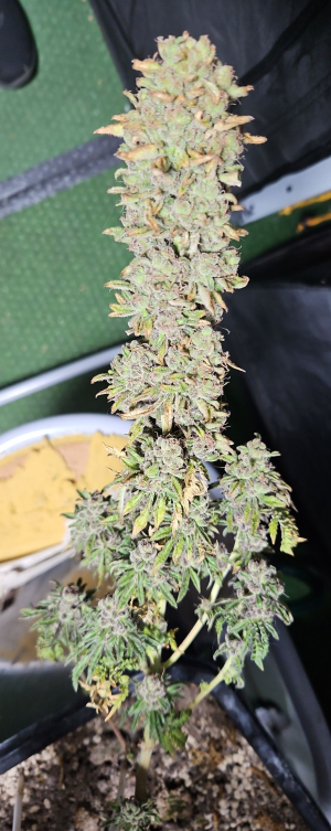 What the Freak's picture by Snipp