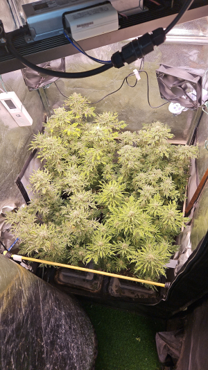 What the Freak's picture by Snipp