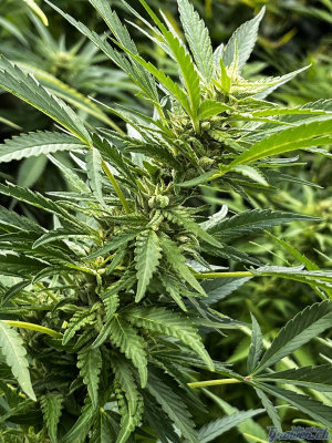 Image #11112510810760359