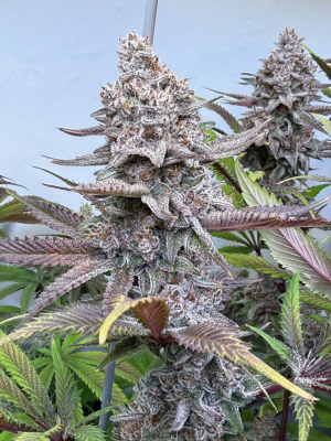 Red Hot Violet's picture by Stony_German