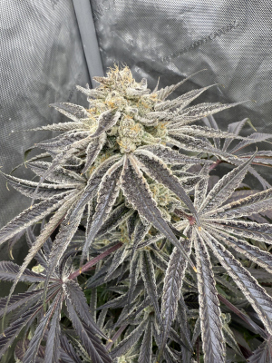 Image #02122568064587359