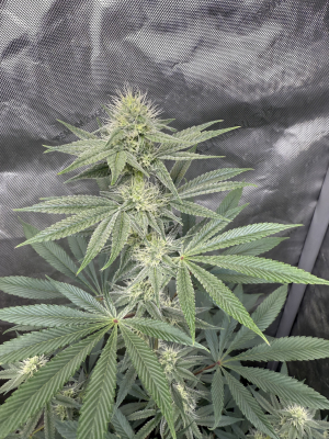 Image #02122568296646807