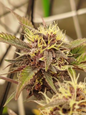 Image #03022600847309579