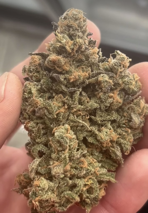 Blueberry Mojito's picture by T_southernrootsgenetics