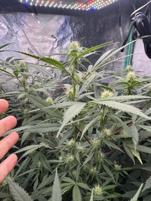Blueberry Mojito's picture by T_southernrootsgenetics