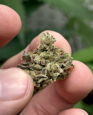 Grape Limeade's picture by T_southernrootsgenetics