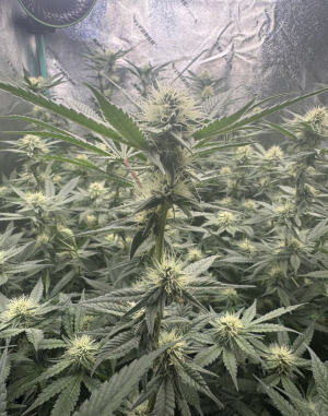 Lavender Lime's picture by T_southernrootsgenetics