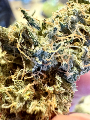 An image of Lavender Lime