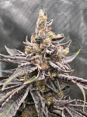 Lavender Lime's picture by T_southernrootsgenetics
