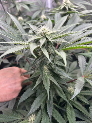 Lavender Lime's picture by T_southernrootsgenetics