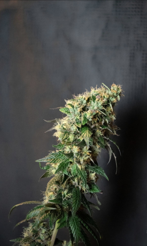 Zeste's picture by T_southernrootsgenetics