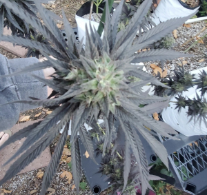 Image #04112532196738078