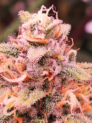 Image #29102506313563241