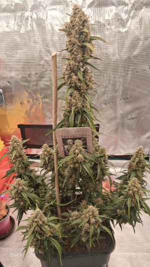 Image #29102523332609823