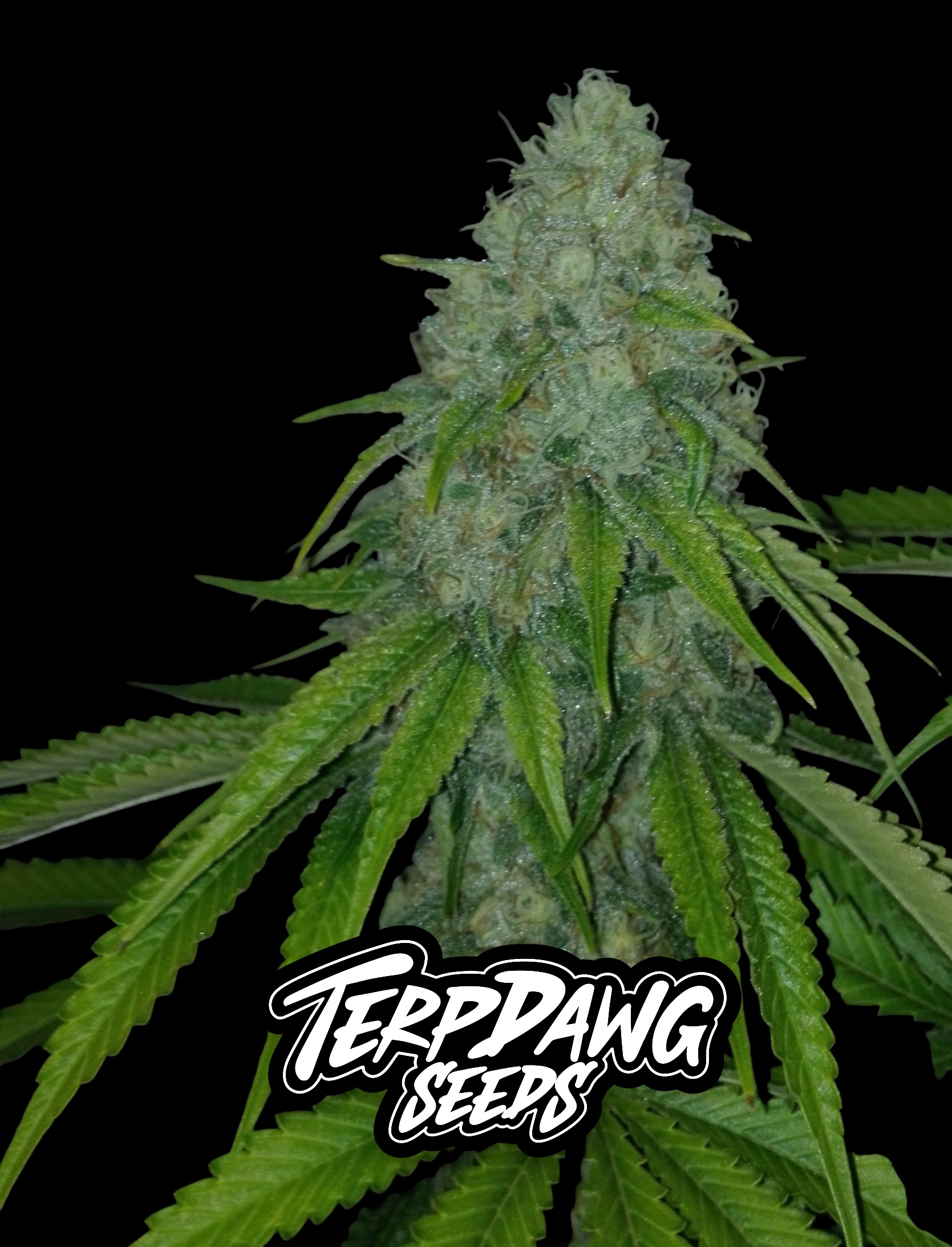 An image of Smarties Kush 