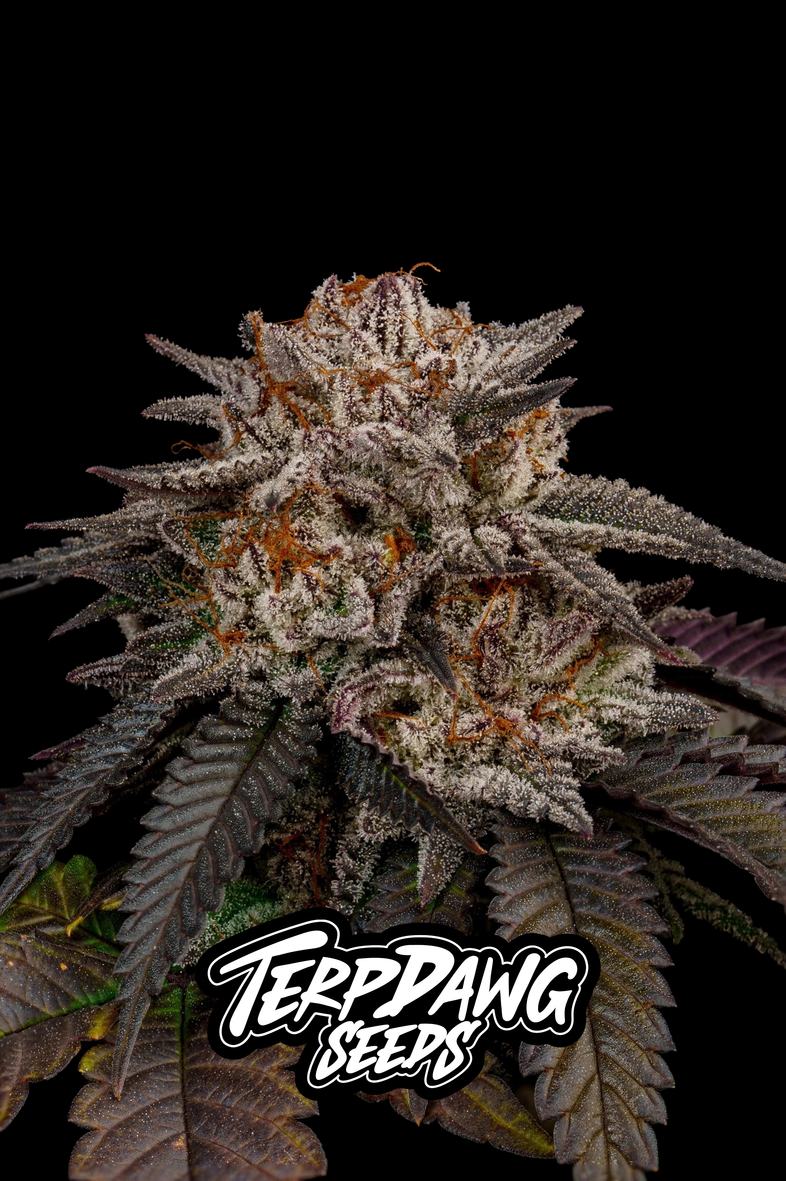 An image of Oreoz Kush Cake