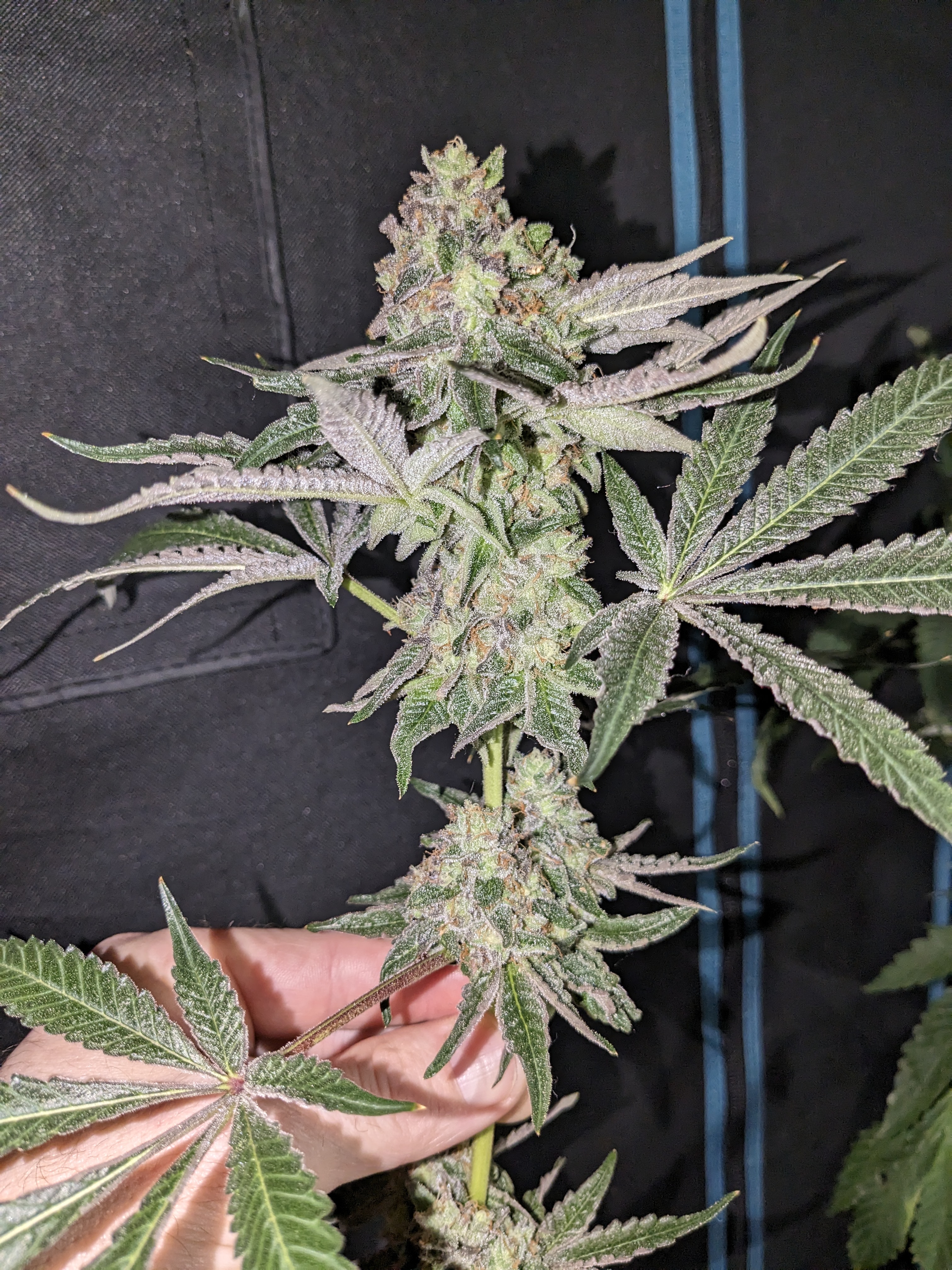 An image of Triple-Double Skunk 