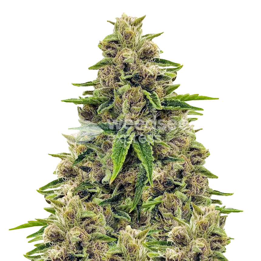 An image of Godfather OG