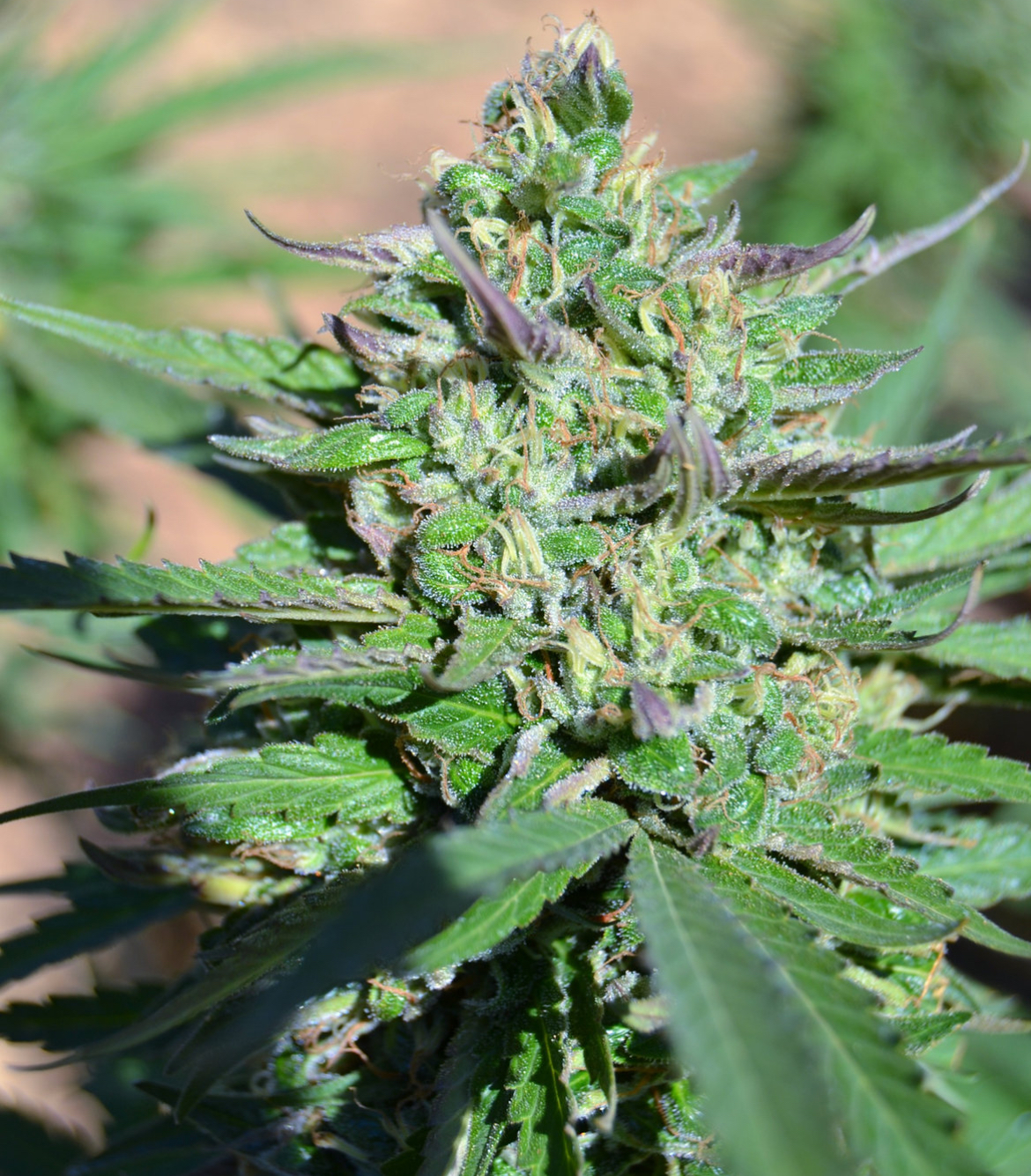 An image of Purple Pineapple