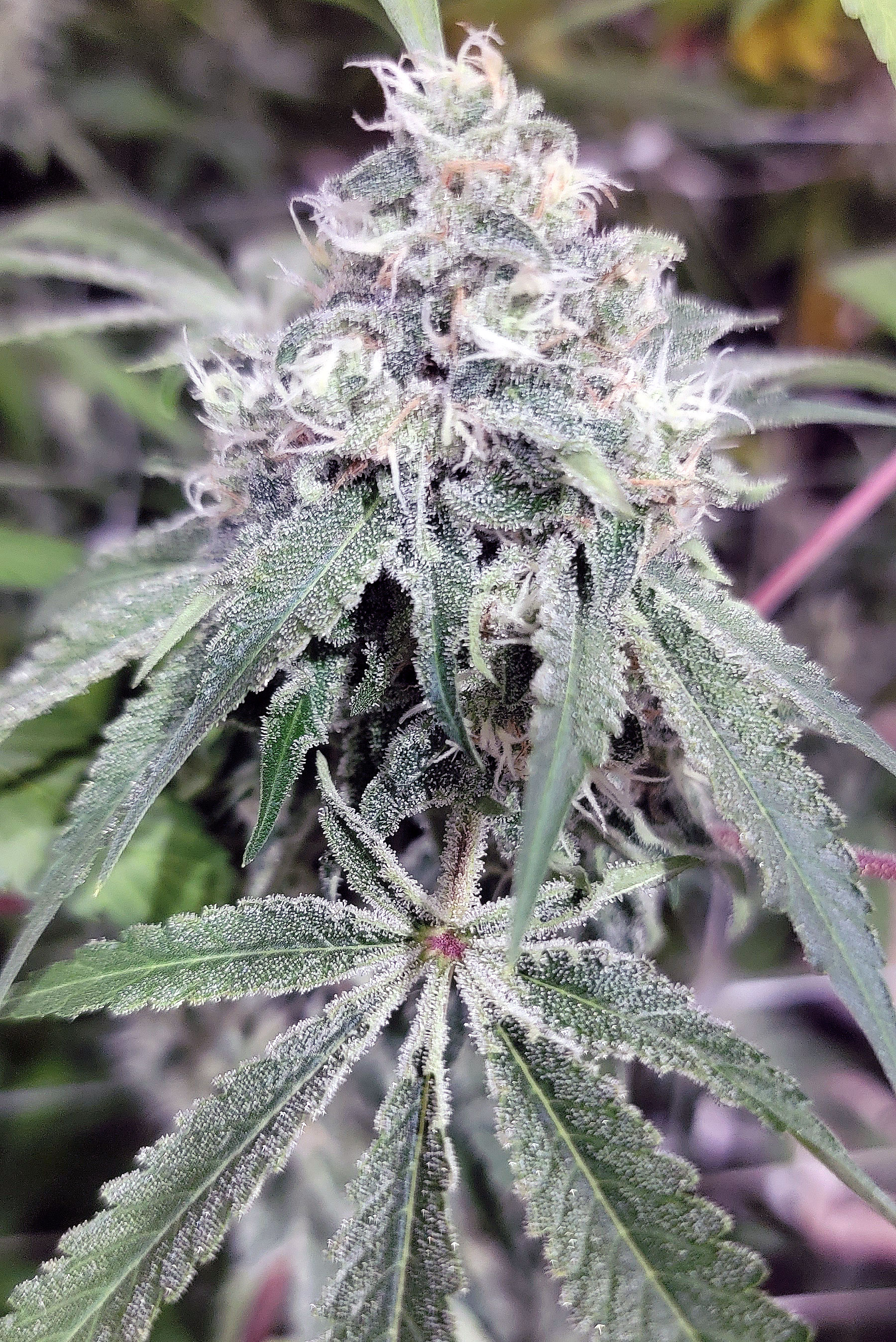 An image of Silver Dog Haze
