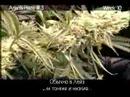 Green House Seed Co. Arjan's Haze#3 Grow w/Russian Subtitles thumbnail