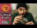 Cannabis Review: ??Critical Kush thumbnail