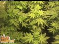 Spliff Seeds and Atami part 7 thumbnail