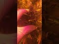 Big Auto Paxa - Mallorca Seeds - Grow Room 2/2 thumbnail