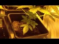 Silver Kush - OG 18 Kush Part 1 thumbnail