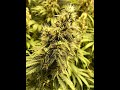 AMNESIA PLATINUM (Bulk Seed Bank) Flowerday 45 MARS HYDRO 2000 thumbnail