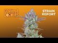 Gorilla Cookies Auto | Strain  Report | Fast Buds thumbnail