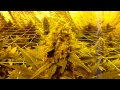 Cheese grow journal day 56 thumbnail