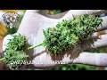 Spliff Seeds Dutch Automatic (Topping + Defoliation) thumbnail