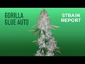 Gorilla Glue Auto | Strain Report | Fast Buds thumbnail