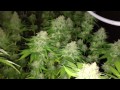 White widow www.spliff.nl thumbnail