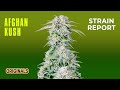 Afghan Kush | Originals | Strain Report | Fast Buds thumbnail