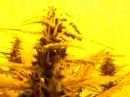 Pure Power Plant and Big Buddha chesse (grow room 30 days) thumbnail