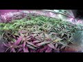 Time lapse (2 months in 3:25 mins) Clone Only: UK Cheese   FULL LEDS thumbnail