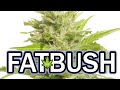 AK47 AUTOFLOWER FATBUSH SEEDS thumbnail