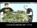 Green House Seed Co The Church Grow with Italian Subtitles thumbnail