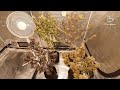 MARS HYDRO 8X8 & 5X5 GROW TENT, FC-E6500, FC4800, TSW2000 X2 AND GREEN BUZZ LIQUIDS 🤘 thumbnail