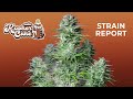 Kosher Cake Auto | Strain Report | Fast Buds thumbnail