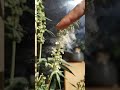 Male cannabis plant pollen release thumbnail