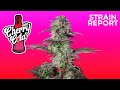 Cherry Cola Auto | Strain Report | Fast Buds thumbnail